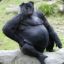 King Kong
