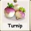Turnip_Turnip