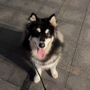 要不还是追我吧