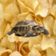 TortioseChips