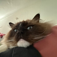 Bebbi