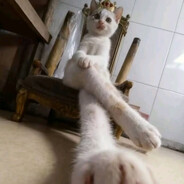 никаких шлюх!!