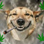 Mary Jane, the dog