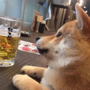 翻斗花园第一突破手陈