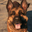 Dogmeat (Jiko)