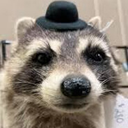 RaccoonInABowlerHat