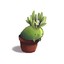 Depressed_Plant