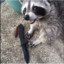 angry racoon