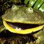 DopamineFrogs