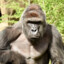 Harambe