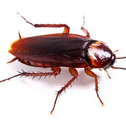 广东无敌下水道大蟑螂