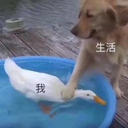 vegetable_in_chicken