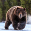 Grizzly Bear