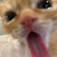 catfoodlover5821