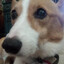 TheFriendlyCorgi avatar