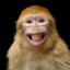 Sagui