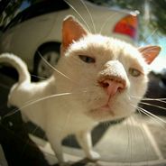 wikycat