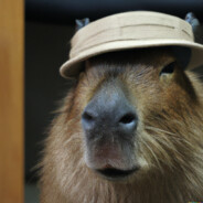Giraffe Capybara