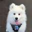 Samoyed Elsa (Mute)