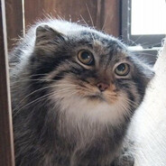 Trump Hitler Buddhist Groyper