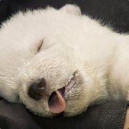 PillowMaster - steam id 76561197963235232