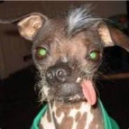 Cão Suado - steam id 76561197969979251