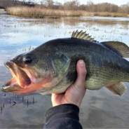 Largemouth Bass