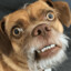 BoggiDoggi