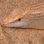 SandFish