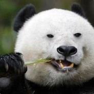 红鲤鱼 与绿鲤鱼与驴