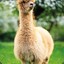 Wild_alpaca