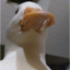 TrueGoose