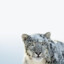 SnowLeopard