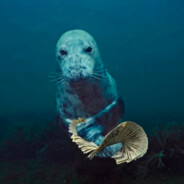 Seal the Deal
