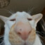 xXx_Someidiot_xXx