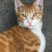 LilBanda