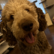 Herbie's Avatar