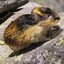 lemming