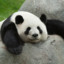 PandaBhla