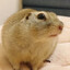 hedgehoginator99