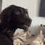 OreoPuppy