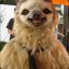 The Belgian Sloth