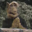 ALF