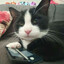 Cat on 3DS