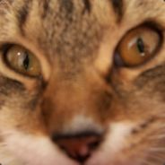 Uranium - steam id 76561197960384612