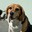 Shyva, a Beagle.