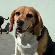 Shyva, a Beagle.