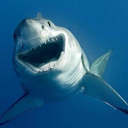 sharkseN- avatar