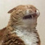 a cat doing a beam attack