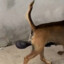 cachorro ovudo